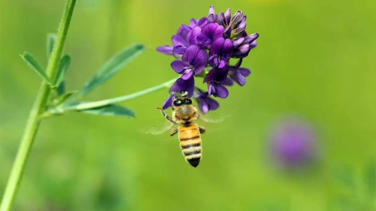 養(yǎng)蜜蜂需要投資多少錢？