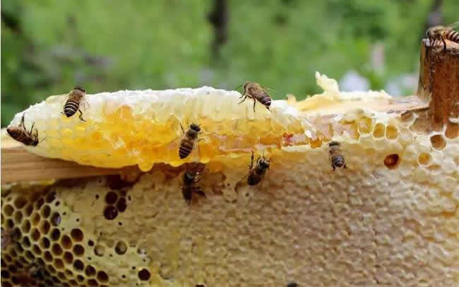 格子箱養蜂什么時候取蜜