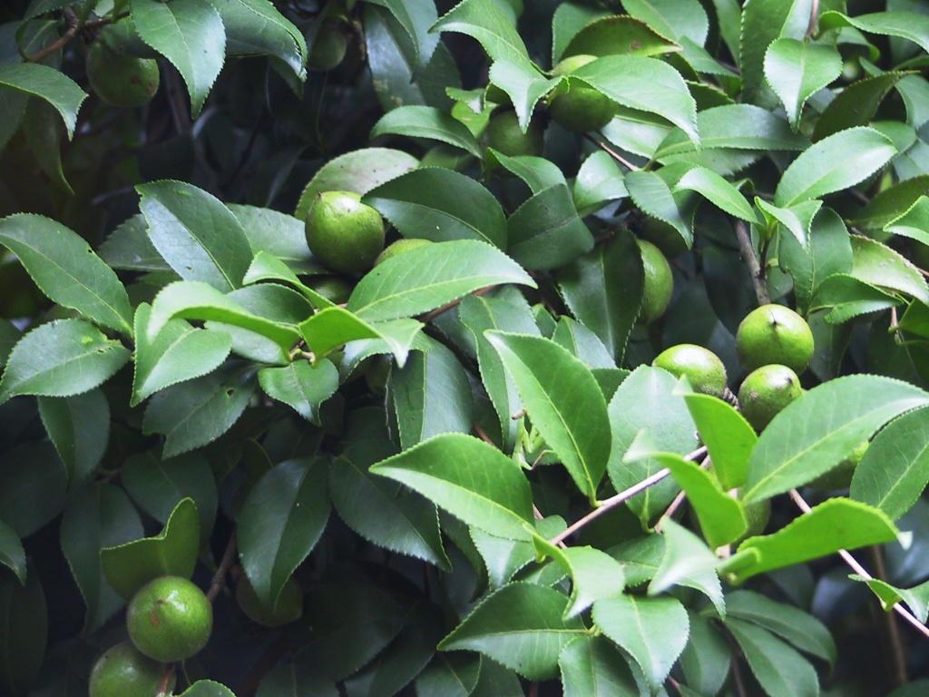 茶油樹花的露水很甜，適合養蜂嗎（油茶樹花能用來養蜂么）