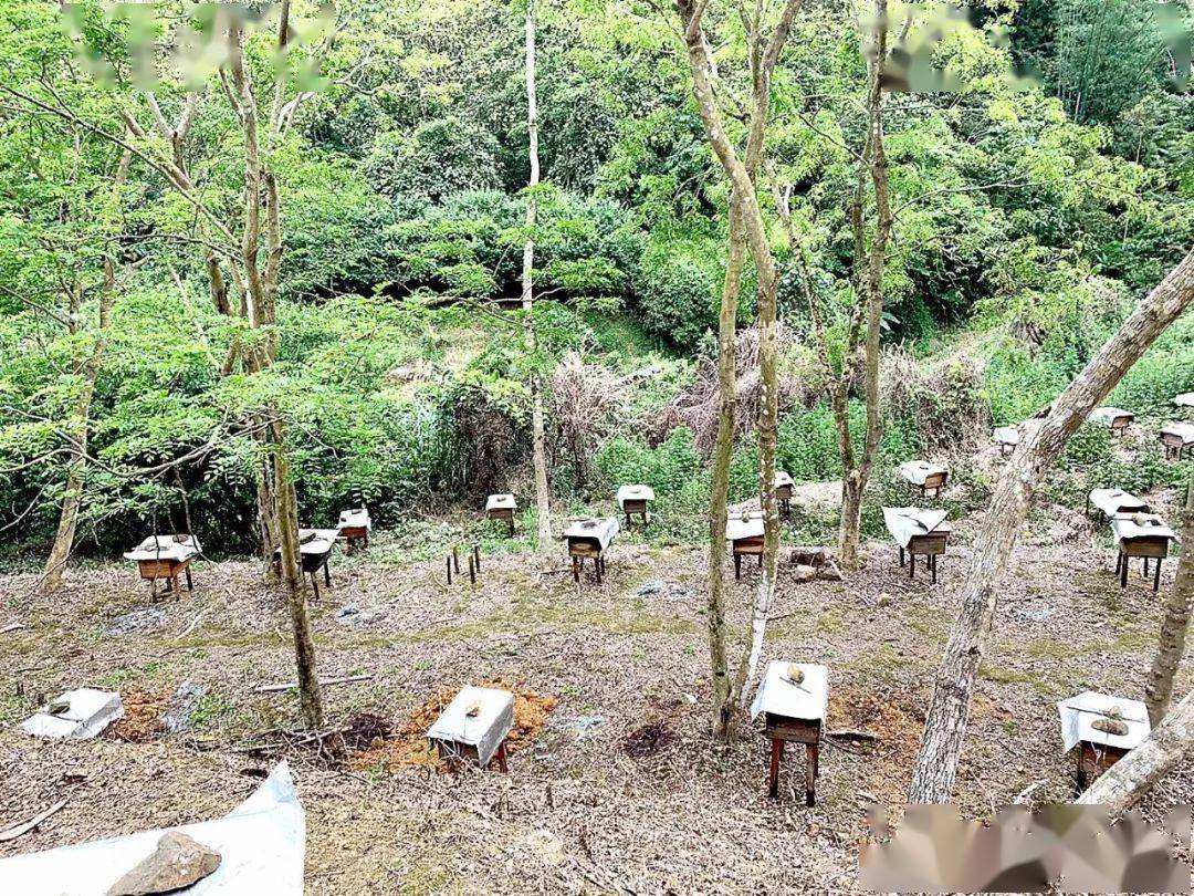 一般大型蜂場養的是中蜂還是意蜂（大型養蜂場是如何飼喂蜂群的）