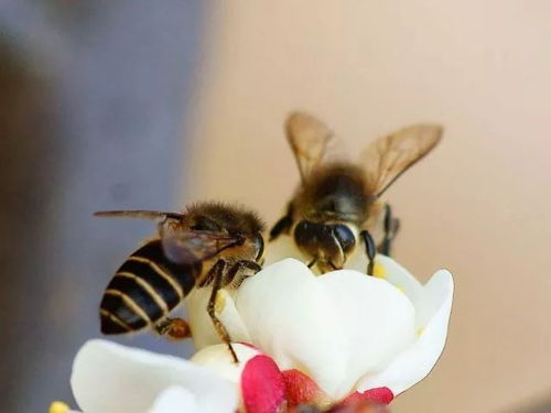 華南中蜂與阿壩中蜂能合并嗎（兩個蜂群都有王可以合并嗎）