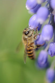 蜜蜂養殖場可以出售嗎（養蜂場的蜂蜜可以往外賣么）