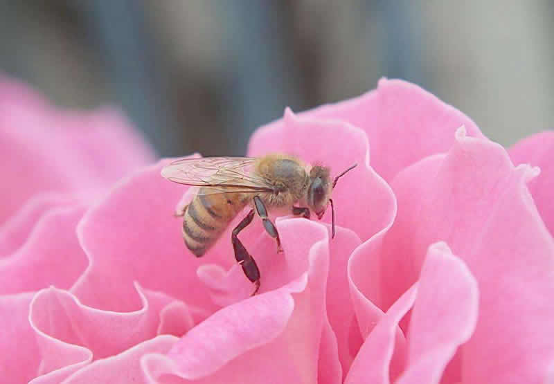 養50箱蜜蜂能掙多少錢?