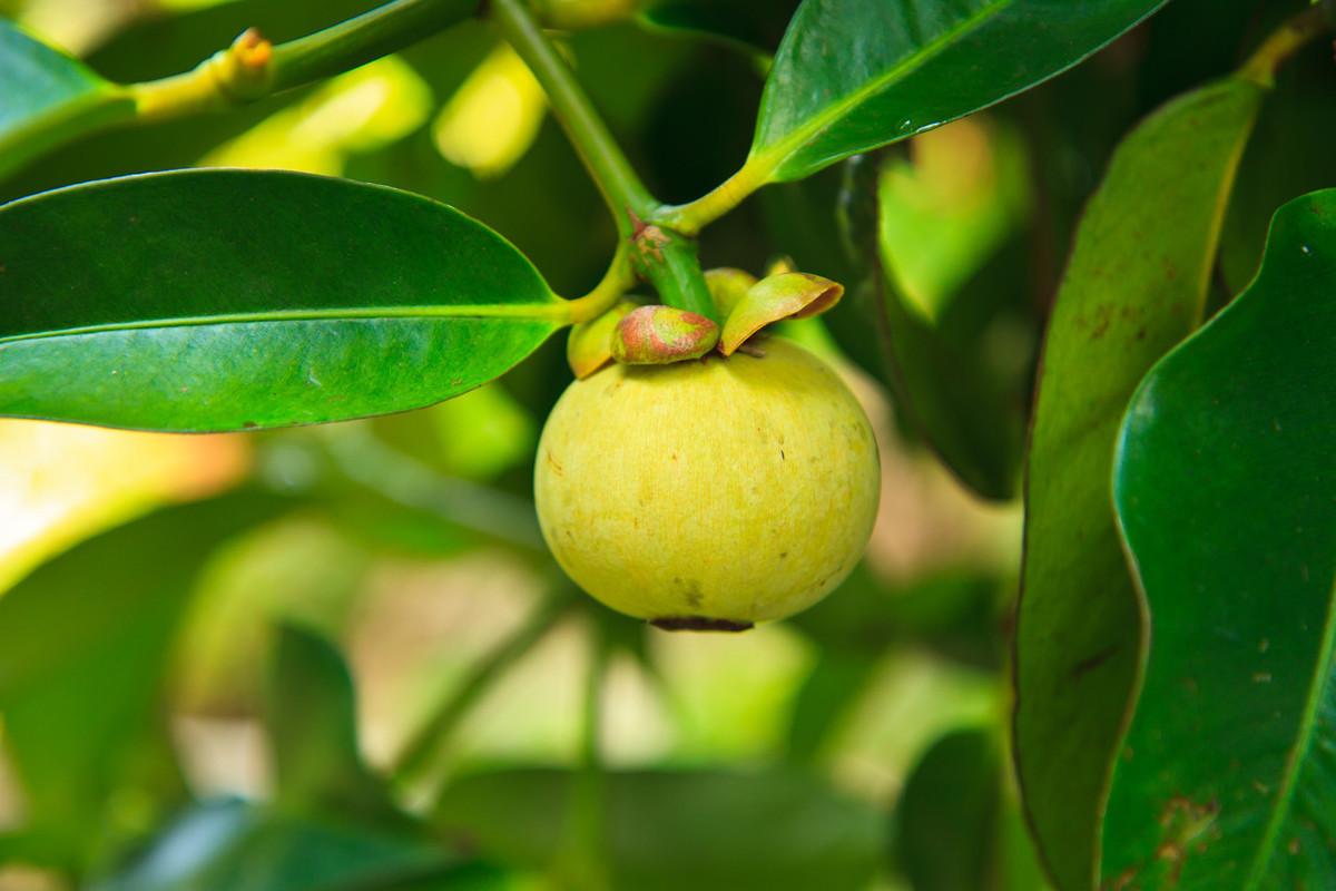 山竹到底是長在哪里的（山竹的生長環(huán)境）