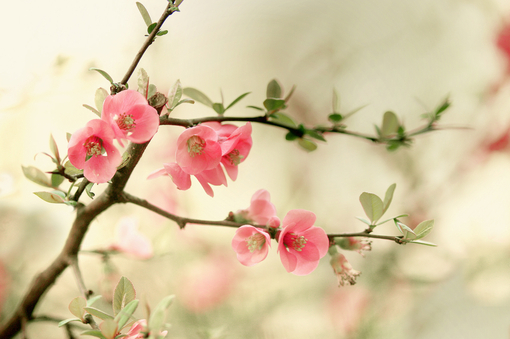 梅花象征什么品質(zhì)（梅花的特點(diǎn)和精神）