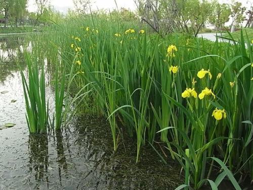 菖蒲拼音怎么讀（菖蒲的發音和使用方法）