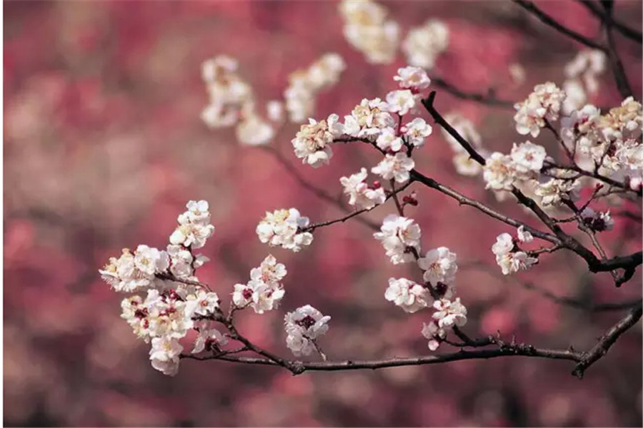 梅花的品質(zhì)和精神象征什么（梅花代表的精神品質(zhì)和寓意）