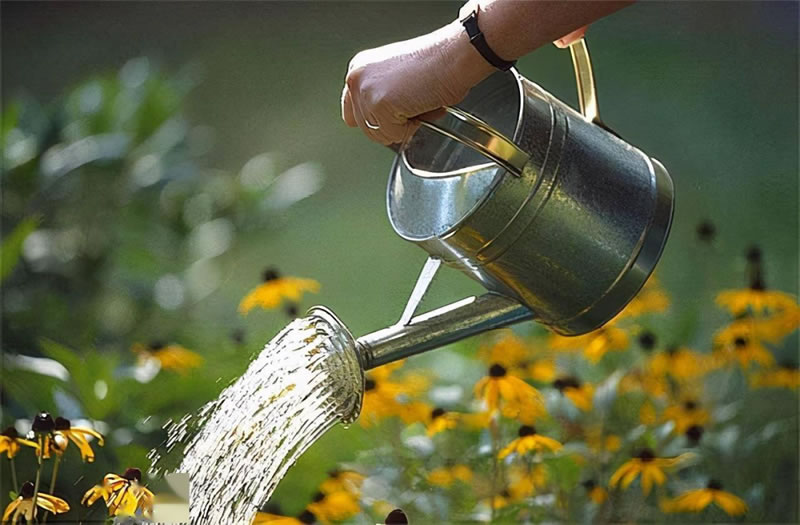 水仙花的養殖方法和注意事項（水培土培水仙花正確養法）