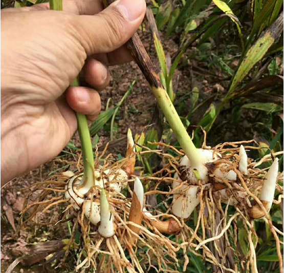 種植白芨賺錢嗎（白芨種植市場價格和投資效益）