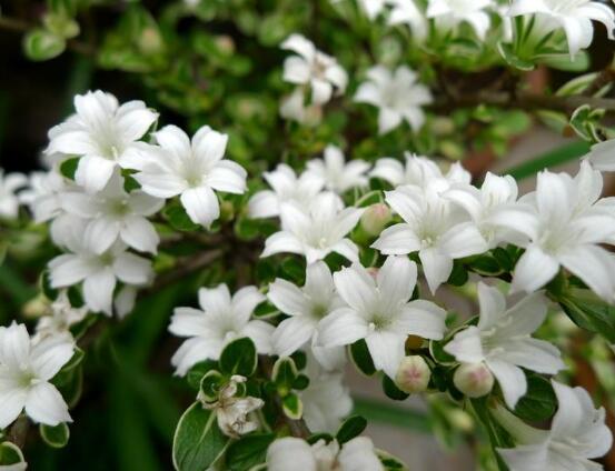 六月雪什么時候開花（六月雪的花期及管理）