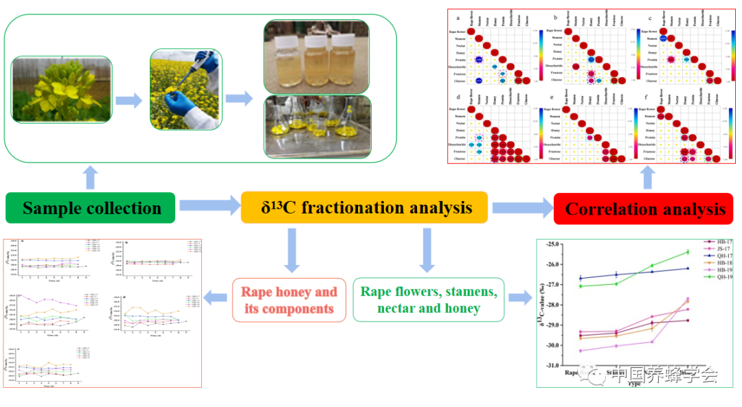 碳穩定同位素測定蜂蜜溯源研究新思路