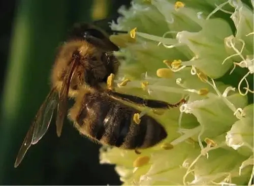 蜜蜂多久出一批蜜（蜜蜂多少天釀成一批蜜）