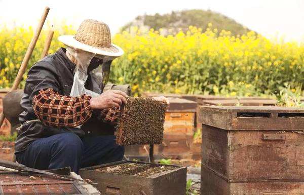 【蜜蜂養殖】養蜂人一年能賺多少錢？