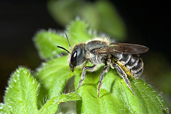 【蜜蜂養殖】蜜蜂窩熬水能治什么病