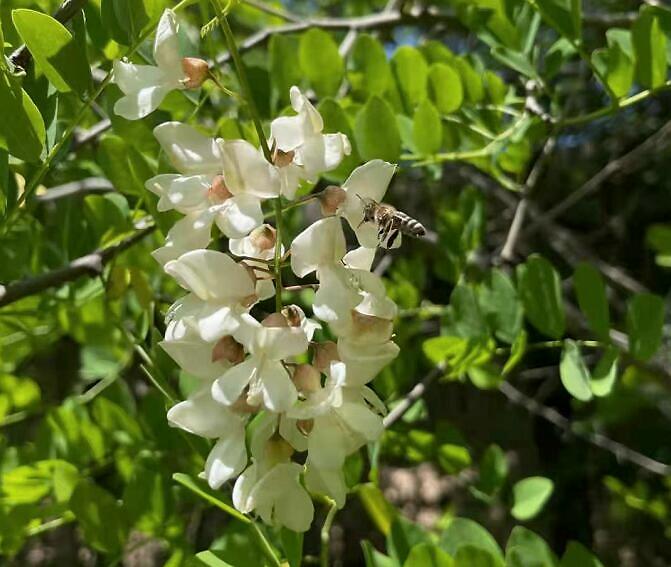 花蜜和蜂蜜的區(qū)別是什么？(教你認(rèn)識花蜜和蜂蜜)