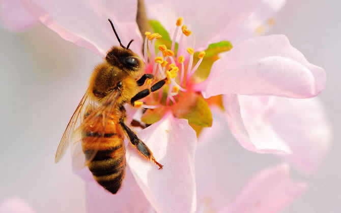 蜜蜂把花蜜釀成蜂蜜大約需要多久（蜜蜂釀制蜂蜜的過程）