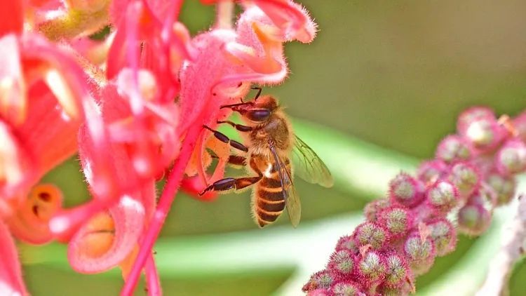 蜂蜜和花蜜的主要區別是什么（蜂蜜和花蜜有什么區別）