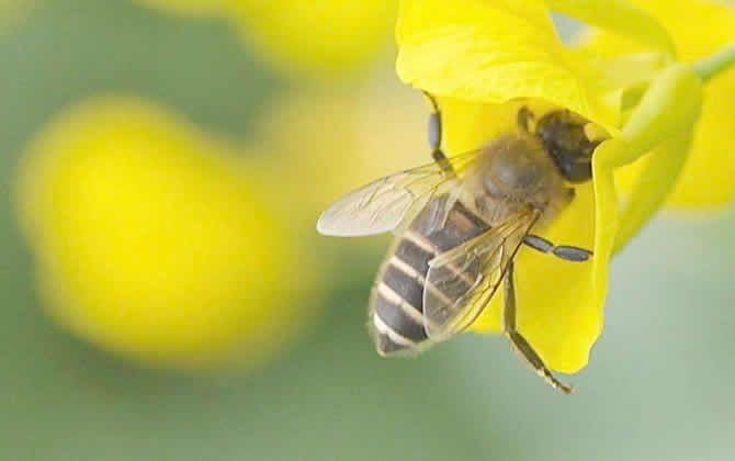 胡蜂蜂王死了的表現（蜂王死了怎么產生新蜂王）