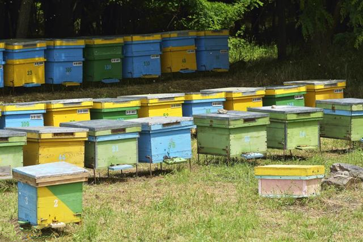 如何定地養殖蜜蜂（定地養蜂場地與模式選擇）