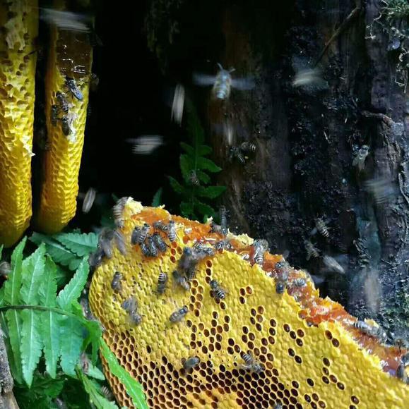 養多少蜜蜂可以辦合作社（養多少窩蜜蜂可以拿到國家補助）