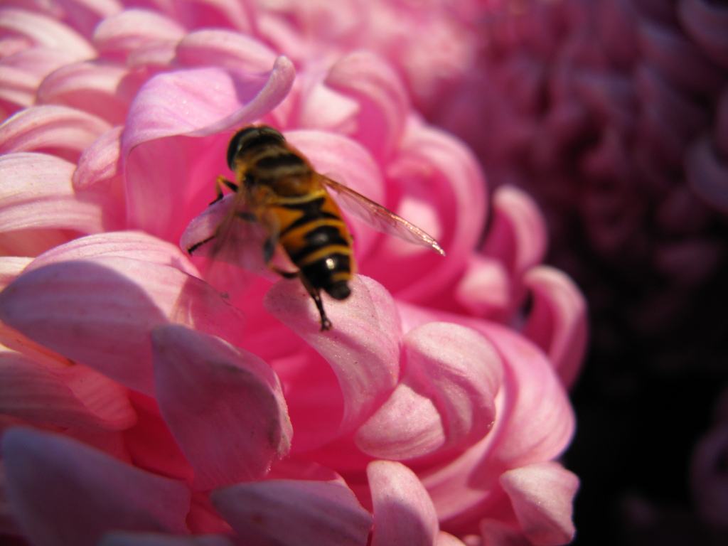 【蜜蜂養殖】蜜蜂來家里是福還是禍?