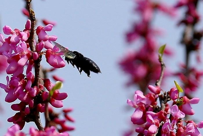 養蜂怎樣防治蟾蜍？