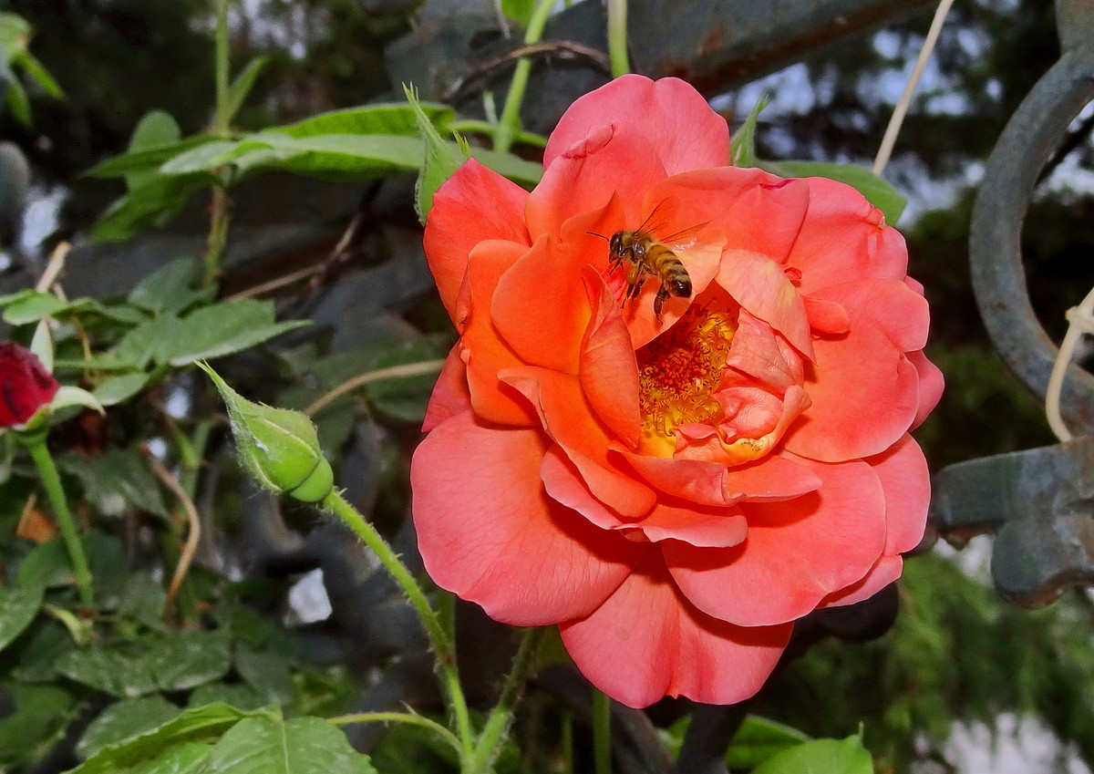 買蜜蜂大概多少錢一箱（2021年蜜蜂價格）