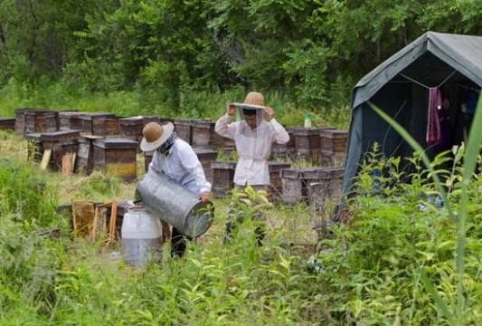 【蜜蜂養殖】養蜂人為什么都長壽