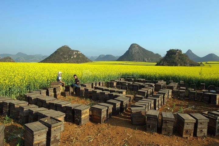 【蜜蜂養(yǎng)殖】家庭養(yǎng)蜂需要注意哪些方面？