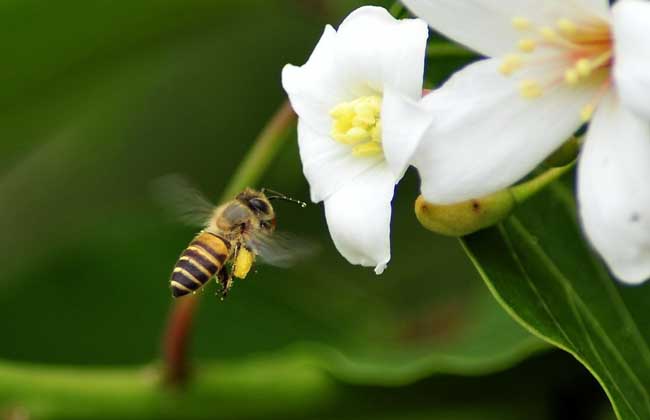 【蜜蜂養殖】養蜜蜂需要投資多少錢？