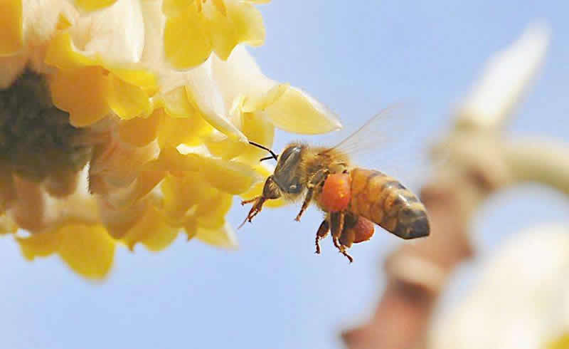 【蜜蜂養殖】養50箱蜜蜂能掙多少錢?