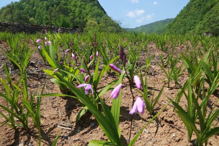 白芨市場價多少錢一斤（人工種植白芨價格）